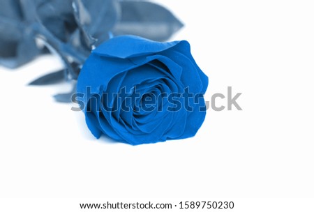 Blue rose on white background. Color of the year 2020.