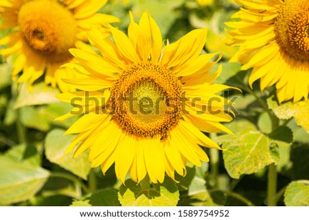 Sunflower natural background. Sunflower blooming. 