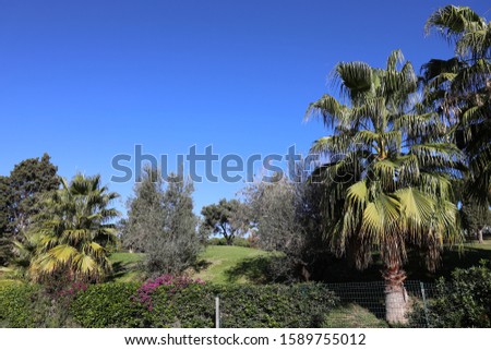 Beautiful sunny landscape background with green coconut palm trees and  summer flowers in Nueva Andalucia, Marbella, on the Costa del Sol in southern Spain.