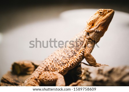Bearded agama  on  background. Australia reptile  with spikes. 