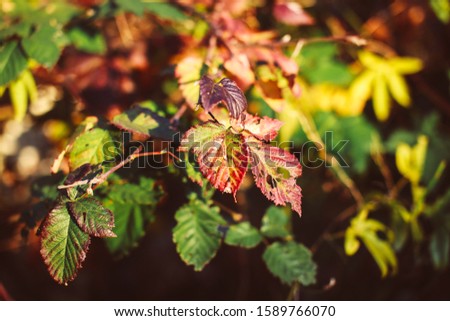 Beautiful colourful leaves in the sunlight 