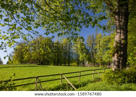 horse pasture in bright green colors in spring 
