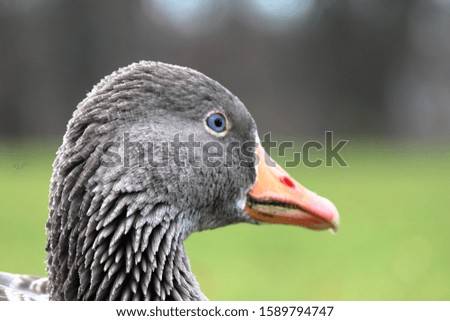 A closeup shot of a grey duck with a blurred background