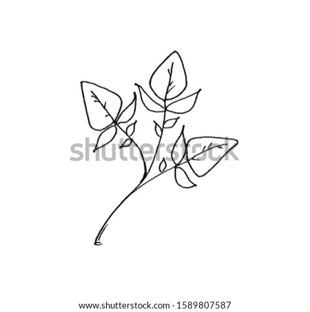 Drawn outline leaf isolated on a white background