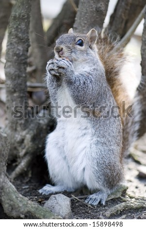 a squirrel stands the back to the tree and holds a nut in paws