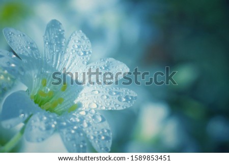 flowers with dew drops. close-up. Royalty-Free Stock Photo #1589853451