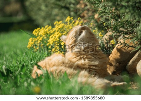 Ginger cat yawning on the garden.