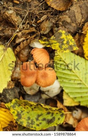 Small mushroom plant that grows in rural soils