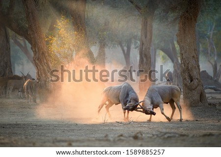 Two large male Eland antelopes, Taurotragus oryx, fighting in an orange  cloud of dust backlighted by rays of morning sun. Low angle,  photo of wild animals, walking safari in Mana Pools, Zimbabwe. Royalty-Free Stock Photo #1589885257