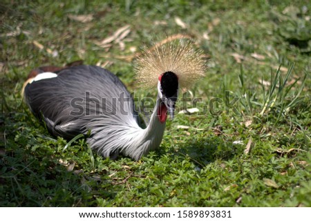 The crane bird sitting on the grass