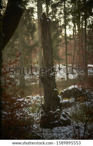 A vertical picture of a tree in a forest surrounded by red leaves and greenery covered with the snow