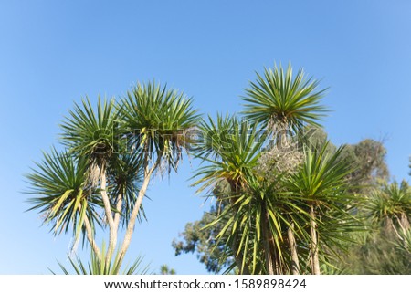 A palm tree called Cordilina south. Grows in a palm forest in the sun. Green color. Trees around
