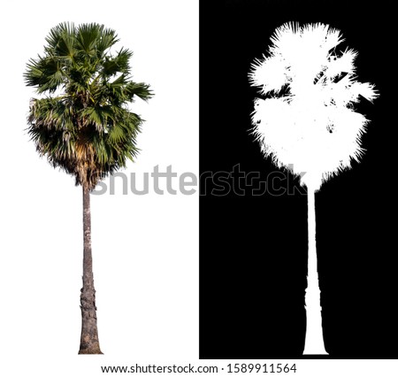 isolated sugar palm tree on white background with clipping path and alpha channel
