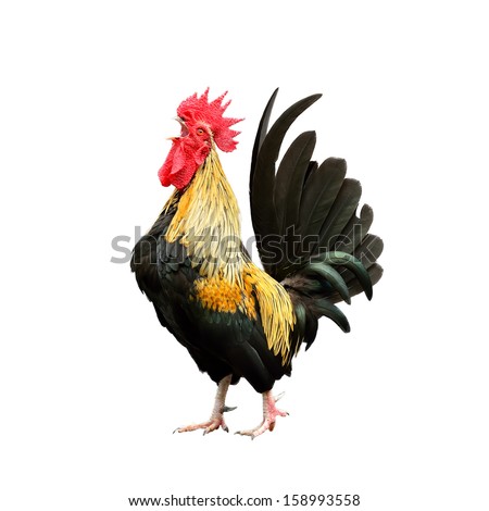 Rooster isolated on white background Royalty-Free Stock Photo #158993558