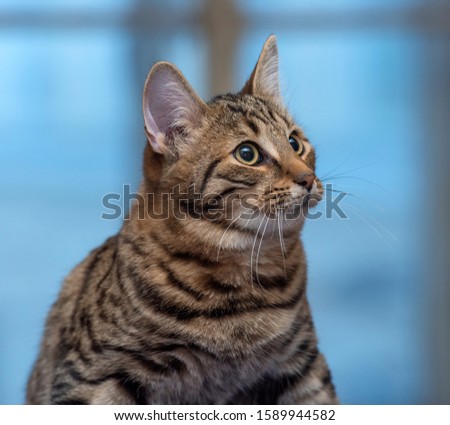 beautiful young striped brown cat