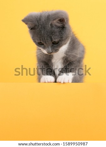 Cute little gray cat, on yellow background, looks and plays. Buisiness banner, concept, copy space.