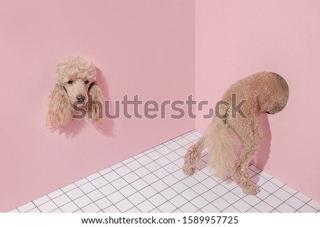 Disappearing poodle dog body. Dog’s head protrudes from the wall, separate from the body. Space with pink walls and a checkered floor. Conceptual contemporary art photography. Psychotherapy concept
