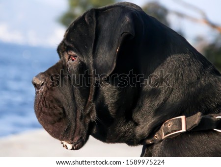breed dog portrait stock photo