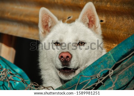 siberian wolf dog portrait photo