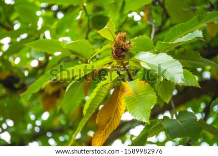 Nuts of Castanea sativa Miller, or sweet chestnut, is a species of flowering plant in the family Fagaceae.
