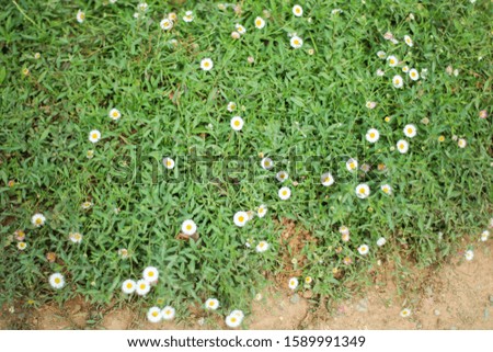Small colorful flowers blooming in the grass and fresh green leaves viewed from above give a fresh feeling.