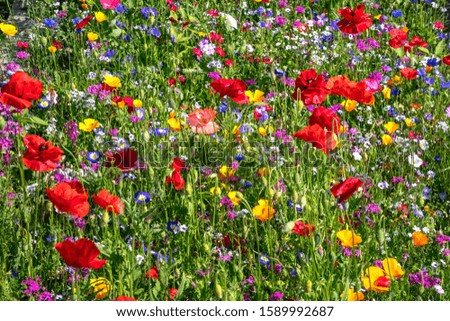 beautiful nature background of different summer flowers
