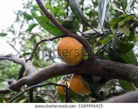 Bench with tangerines in green garden