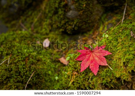 single red maple leaf fall on green moss grass ground in autumn season of fukushima