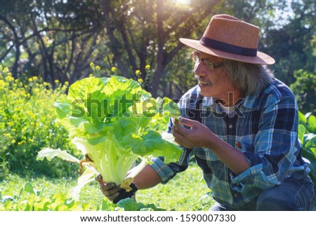 Asian farmers holding harvesting fresh green vegetables in field planted, man hands holding freshly harvest. Healthy organic food