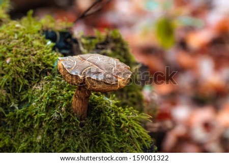 Mushroom Kingdom . Picture of a wildlife forest mushroom in the woods of Bavaria in Germany in fall. Picture was taken on a warm September day. 