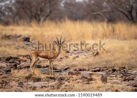 Chinkara or Gazella bennettii or Indian gazelle an Antelope with beautiful background on rocks at ranthambore national park, rajasthan, india