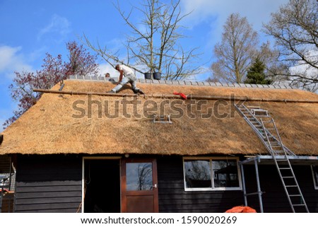 Man (thatcher) standing on the roof top, building and restoring natural thatched straw in traditional old village country house in netherlands, holland. typical dutch home in giethoorn near Amsterdam. Royalty-Free Stock Photo #1590020269