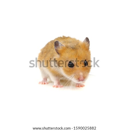 Hamster in a funny pose isolated on white background