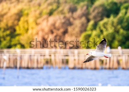 Seagull migratory season, flying over the sea surface of Bang Pu Sea, with a mangrove background, and a log as a wall to allow birds to rest in the sea.