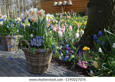 Blue and white flowers (blue bell / Grape Hyacinth, primula vulgaris 'zebra blue' / bavarian primula, ) in large straw basket container outside, flower shop, garden outdoor design ideas for gardener. Royalty-Free Stock Photo #1590027076