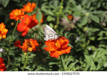 

Colorful butterflies and beautiful flowers in the midst of nature