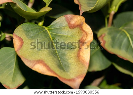 Leaf scorch of a cultivar common lilac (Syringa vulgaris L.) in the autumn garden Royalty-Free Stock Photo #1590030556