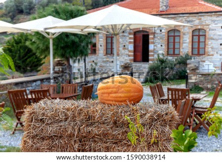 A picture of a house and a pumpkin in a garden in the domatia village of Söke
