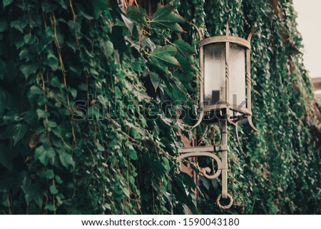 street old lantern with plant green wall