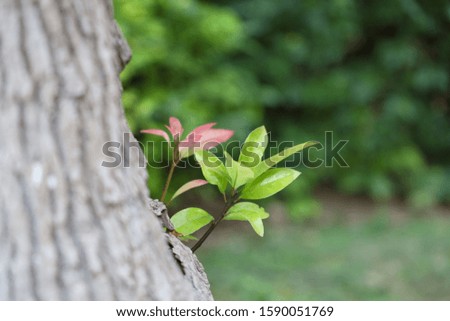 Young leaves and branch sprout on trunk of tree and blurred green nature background with copy space. Selective focus picture.