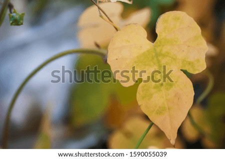 Yellow leaves that are naturally beautiful.