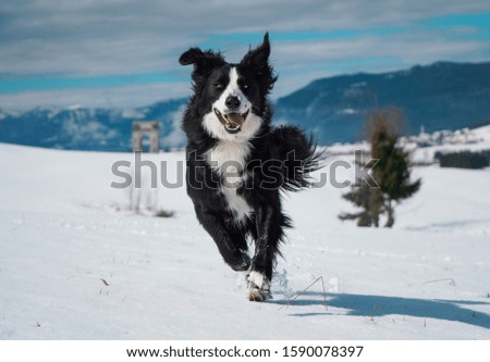 Big Border, Dog run in the snow
