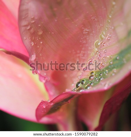 Dew droplets on leaves ,Cordyline fruticosa Cordyline terminalis  leaves or Ti plant