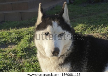  Portrait of Siberian Husky Close Up                              