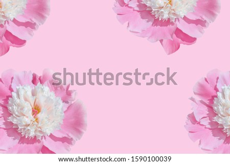  Floral pattern of pink peonies on a pink background. Flat lay style. Top view. 