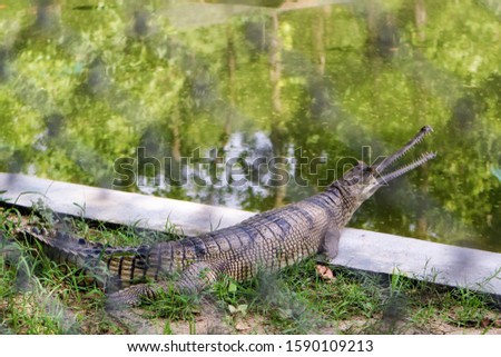Gharial (Giavalis gagenticus) picture taken behind wire fence, selective focus