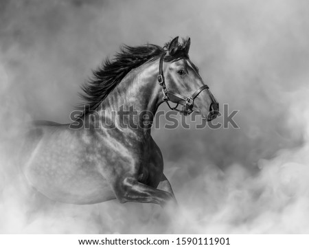 Andalusian horse in halter in light smoke in motion. Black and white photo.
