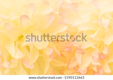 Beautiful abstract color pink and yellow flowers on white background and pink flower frame and white orange leaves texture background, flowers banner 