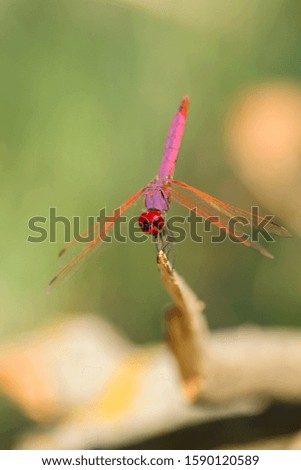 Dragonfly resting on a piece of wood