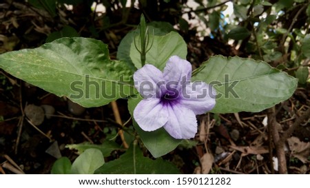 beautiful flower in the garden and leaves as the background, nature photo object